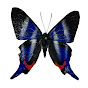 thelittlecaterpillar logo