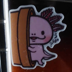 スルメイカ