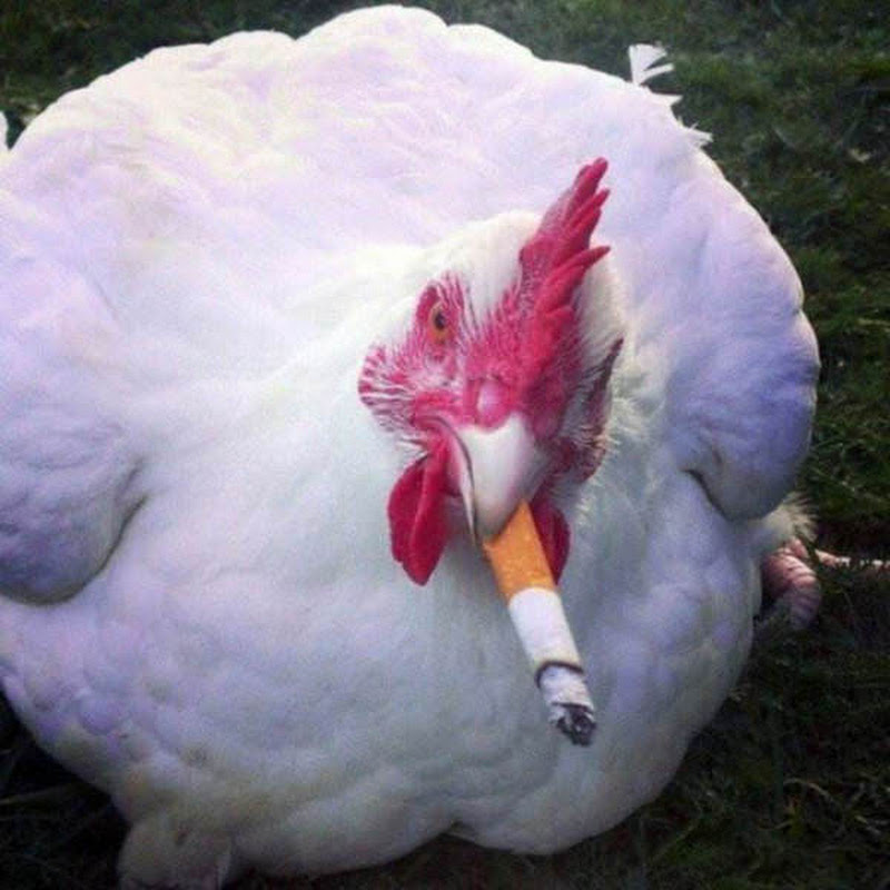 Chicken9man icon