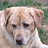 @YellowLabradorWithMotorcycle's avatar