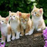 Channel Image