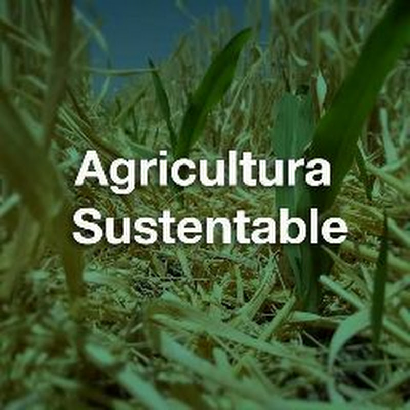 AC CIMMYT