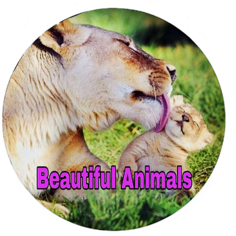 Beautiful Animals