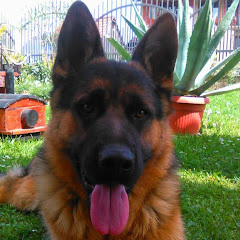 Bagira Negra