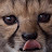 @goldenkitty7262