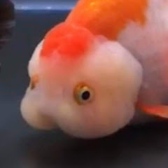 金魚の雫アイコン画像