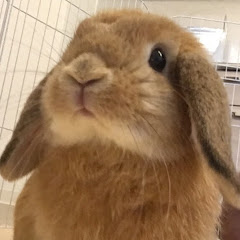 ベタ慣れロップぽちゃん