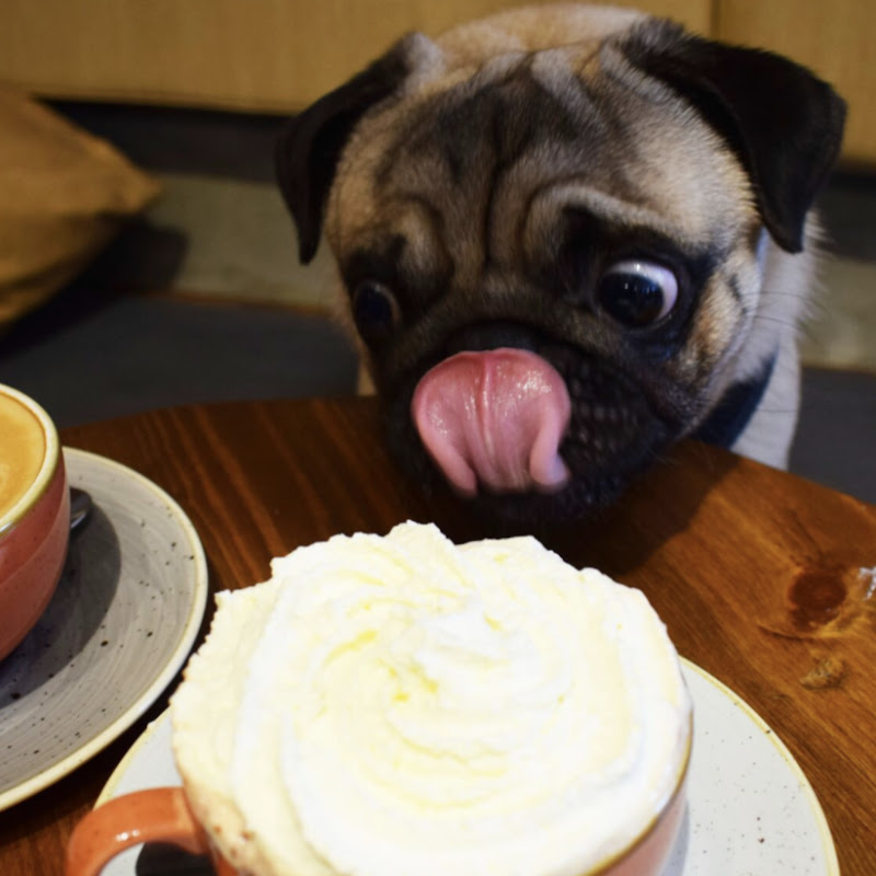 Pug Cafe