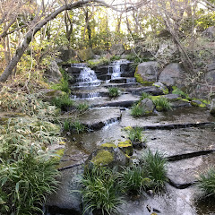 晩年のキリギリスアイコン画像