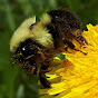 Bombus mystax logo