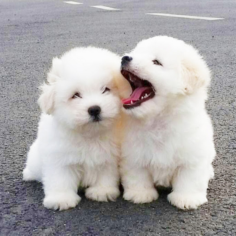 Puppies Club icon