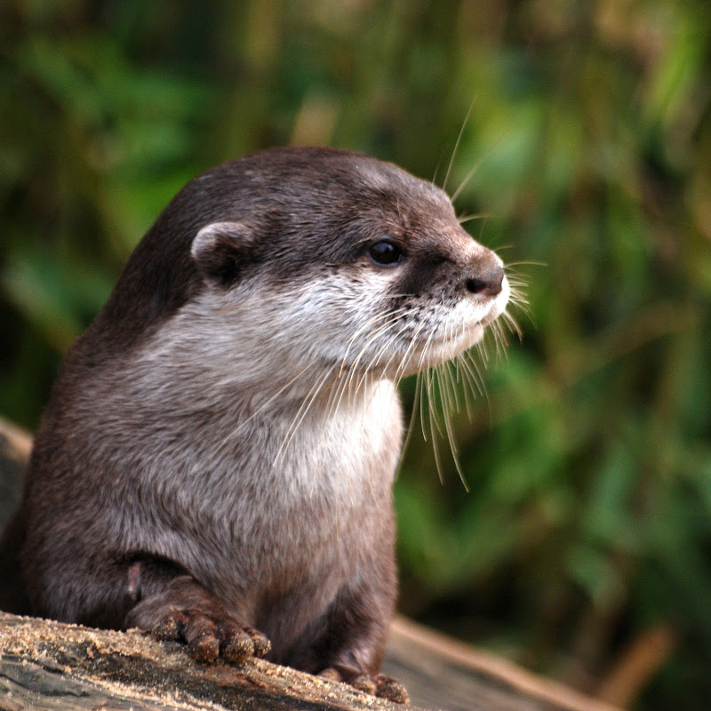 Otter's ASMR