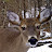 SWVA Trail Cams