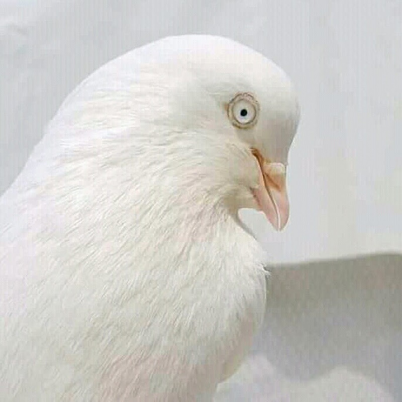 NEEL BIRDS icon
