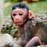0TYKvEAvcvw-channel-avatar-Cambo Monkeys Daily