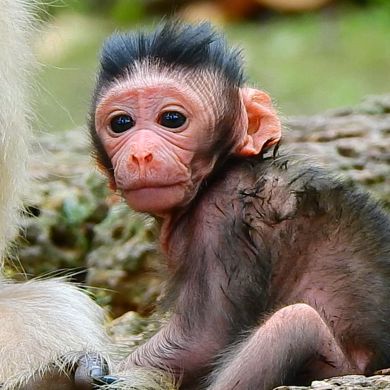 Cambo Monkeys Daily