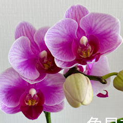 orchid room