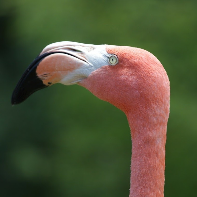 Hotwired Flamingo