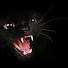 mCfRgB8Nito-channel-avatar-FlyingCat