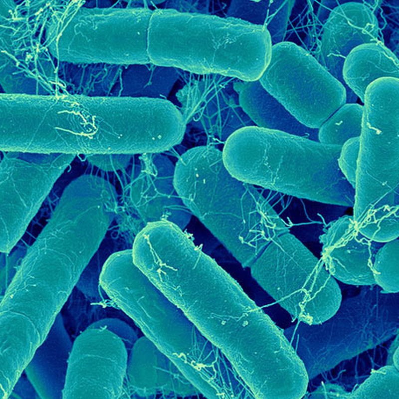 MicrobiomeMD