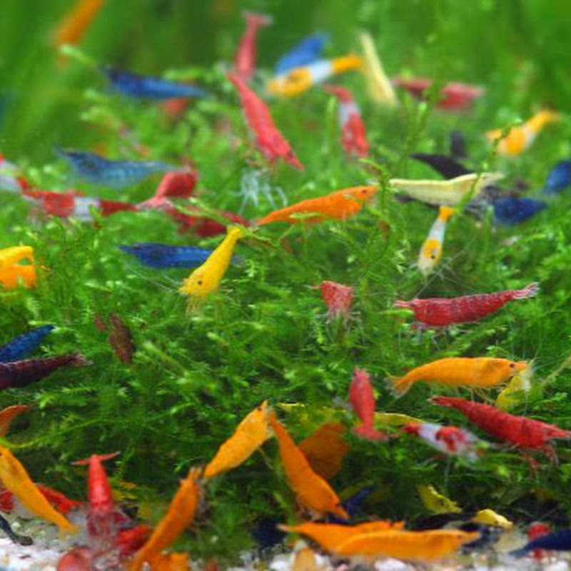 Exotics And Aquatics