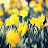 OfGoldenDaffodils