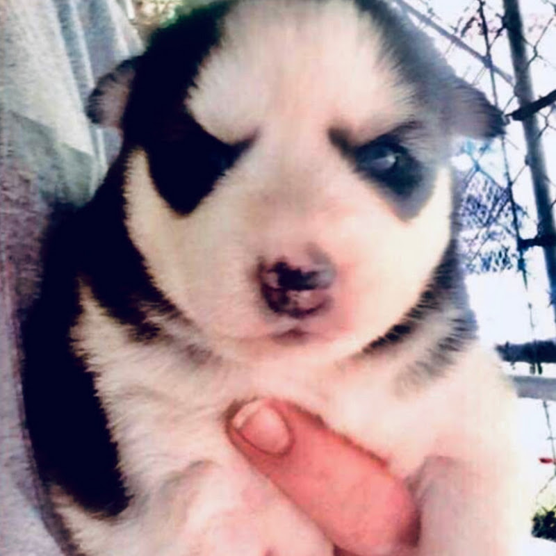 Princess Lola the husky