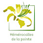 Hémérocalles De La Pointe logo
