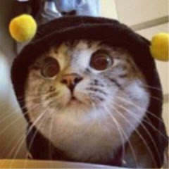 Papilla :3