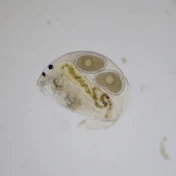 プランクトン1分間