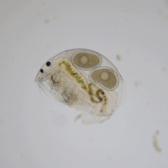 プランクトン1分間