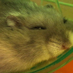 ひよこ