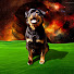 dMWYagsGAt4-channel-avatar-Dicker Hund