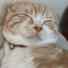 いのりちゃんねるアイコン画像