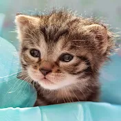 みらいチャンネル