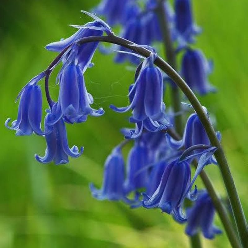 Blue-Bell vlog