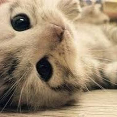 ねこ丸