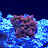 @myreeflife7072 Avatar
