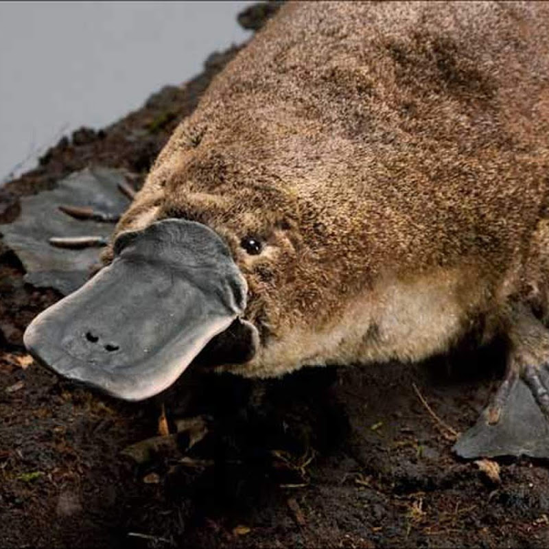 Mystical Platypus