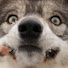 MZl-5AFBnRg-channel-avatar-LoneWolfie
