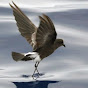 PETREL Sancerre logo