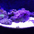 aIgolK-fNN8-channel-avatar-Bella’s Reef