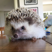 Dean The Hedgie
