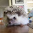 Dean The Hedgie