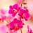 Orchid Music Mix