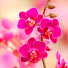 RVo8fqdsUGQ-channel-avatar-Orchid Music Mix