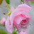 @rajeekrishnitha7003's avatar
