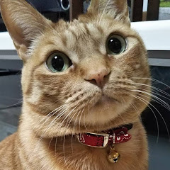 おしゃべりペット 本家うめしゃんアイコン画像