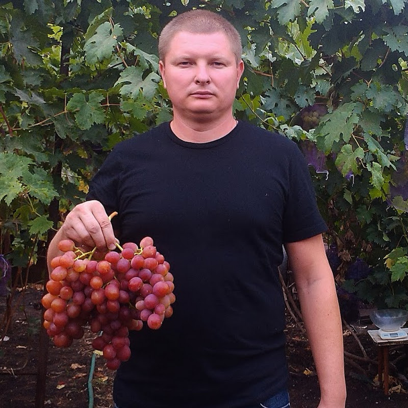 Владимир Маер Logo