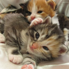 Cute CatyCats2.0